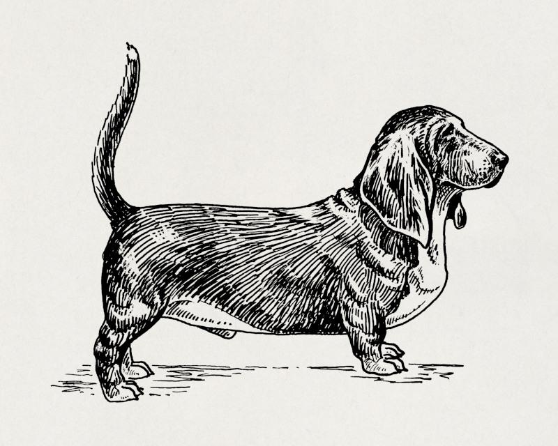 Basset Hound Dog, Vintage Illustration